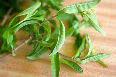 تعرف على 6 فوائد صحية لنبات اللويزة!