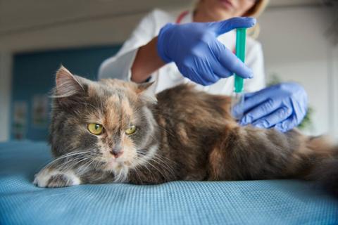 تعرف على 9 أمراض شائعة لدى القطط