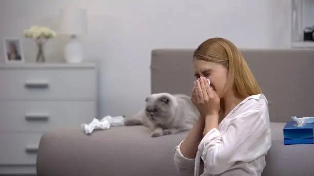 حساسية القطط: الأعراض والأسباب وطرق علاجها