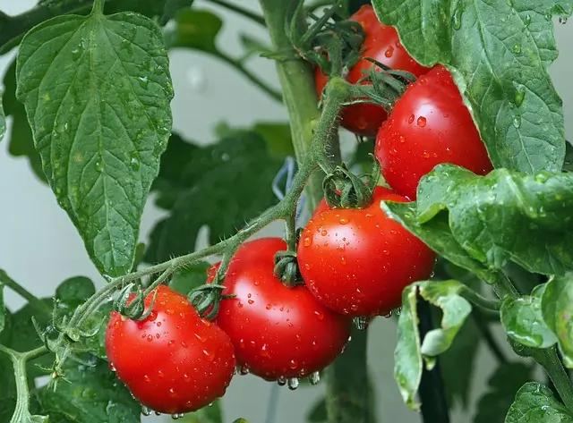 تعرف على فوائد الطماطم لقلب وجسم سليمين
